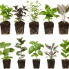 4 Pack Mixed Herb Live Plants - Lemon Balm, Rosemary, Basil, Oregano - 4-8" Tall Seedlings for Garden & Kitchen - Image 1