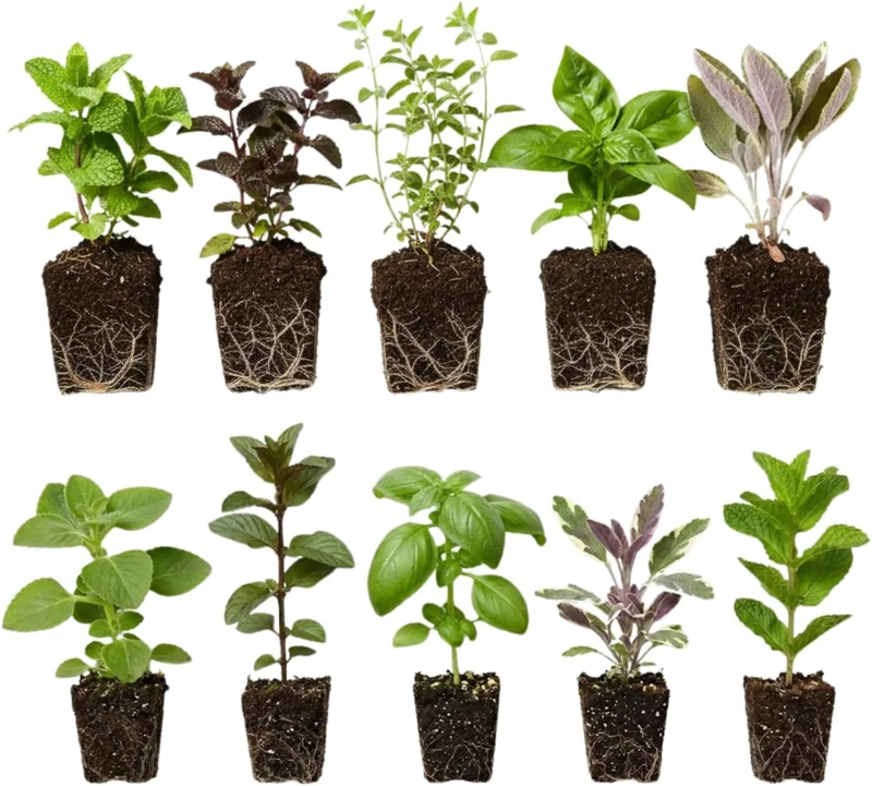 4 Pack Mixed Herb Live Plants - Lemon Balm, Rosemary, Basil, Oregano - 4-8" Tall Seedlings for Garden & Kitchen - Image 1