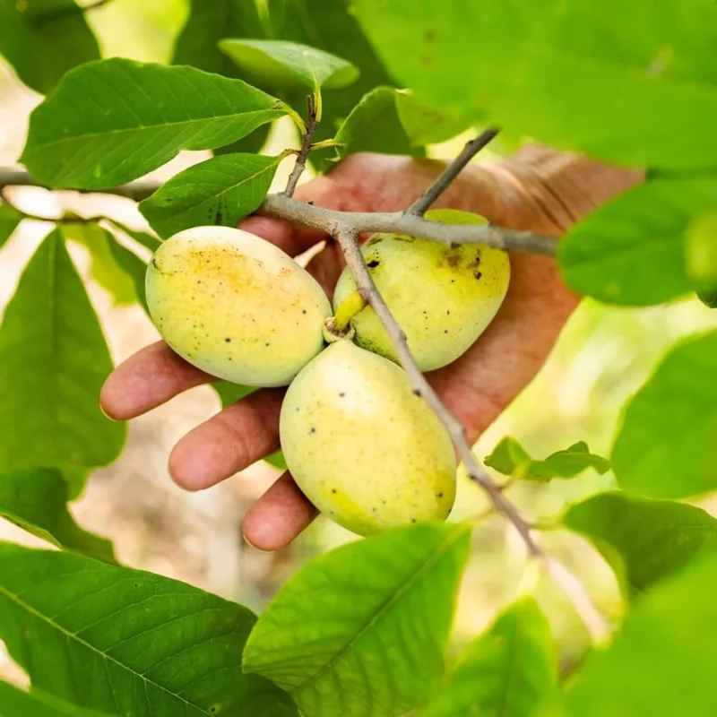4 Pawpaw Trees Live Bare Root 6-12 Inch Tall, Cold Hardy Fruit Seedlings - Image 2