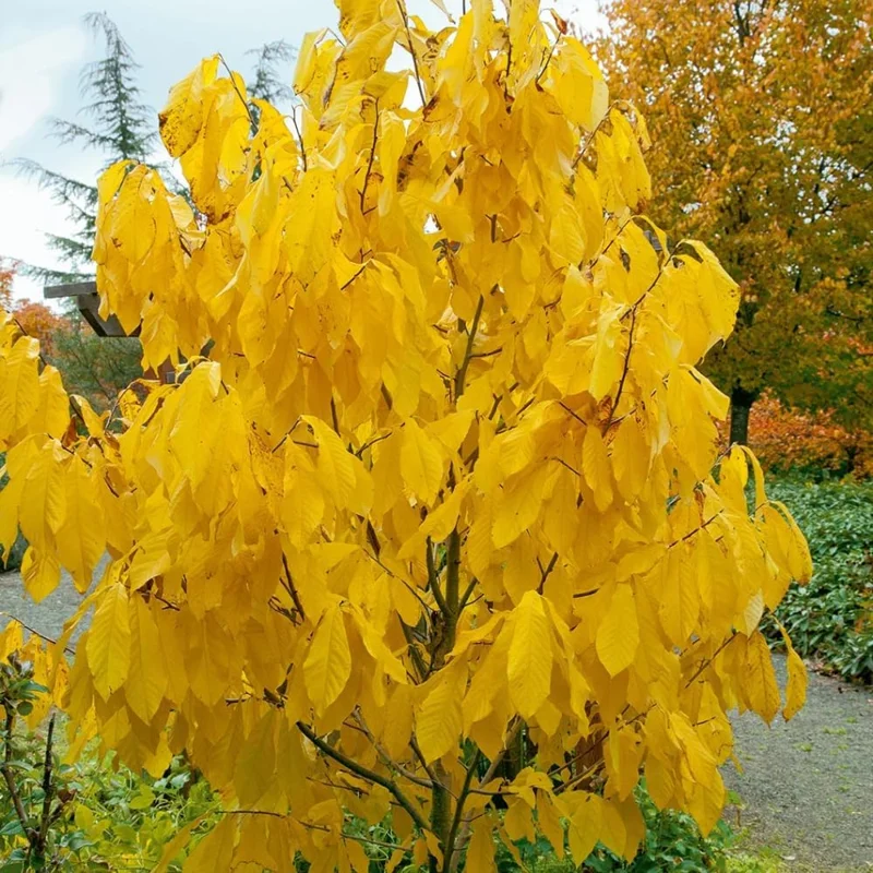 4 Pawpaw Trees Live Bare Root 6-12 Inch Tall, Cold Hardy Fruit Seedlings - Image 4