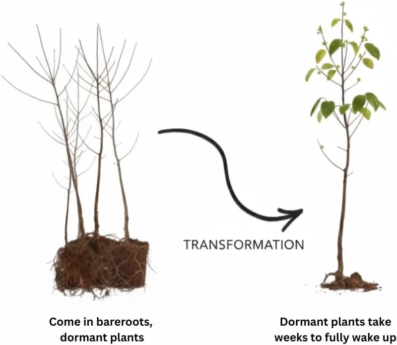 4 Pawpaw Trees Live Bare Root 6-12 Inch Tall, Cold Hardy Fruit Seedlings - Image 5