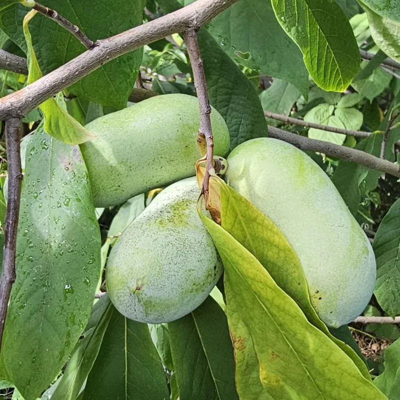 4 Pawpaw Trees Live Bare Root 6-12 Inch Tall, Cold Hardy Fruit Seedlings - Image 7