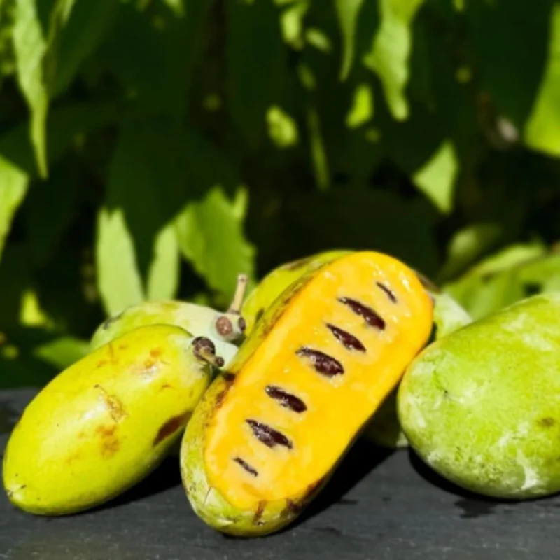 4 Pawpaw Trees Live Bare Root 6-12 Inch Tall, Cold Hardy Fruit Seedlings - Image 8