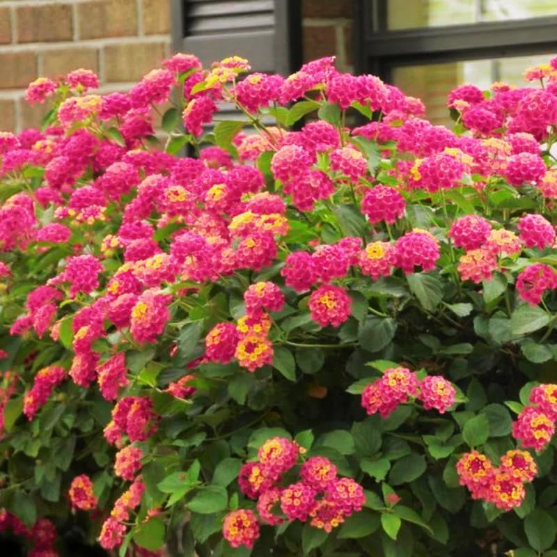 4 Pink Trailing Lantana Live Plants, 4-8 Inch Tall, Well Rooted, Outdoor - Image 2