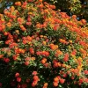 4 Pink Trailing Lantana Live Plants, 4-8 Inch Tall, Well Rooted, Outdoor - Image 1