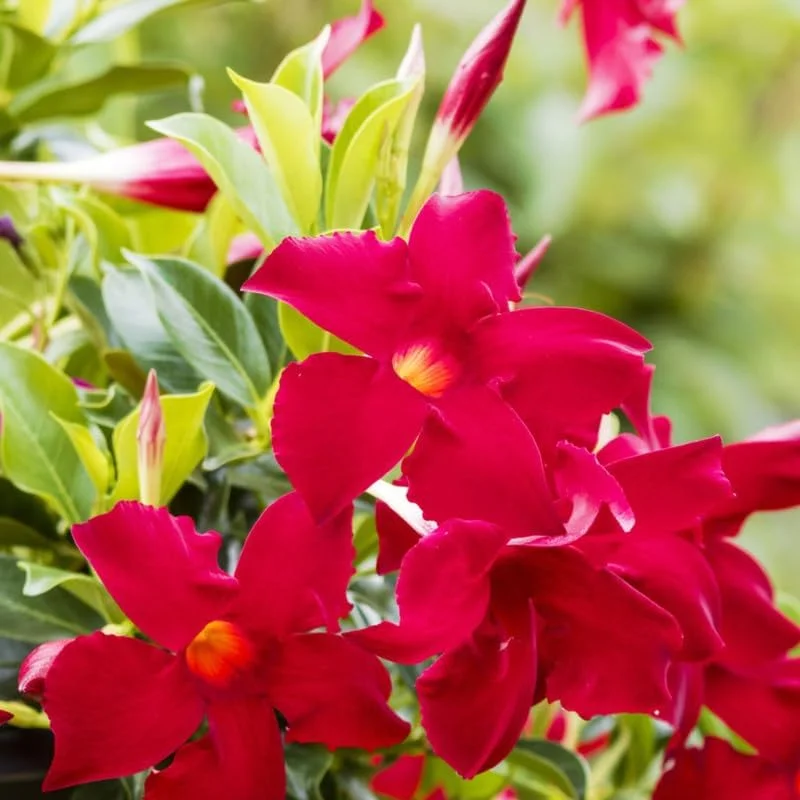 4 Red Mandevilla Live Plants, 4-7 Inches Tall, Well Rooted, Outdoor - Image 5