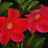 4 Red Mandevilla Live Plants, 4-7 Inches Tall, Well Rooted, Outdoor - Image 1