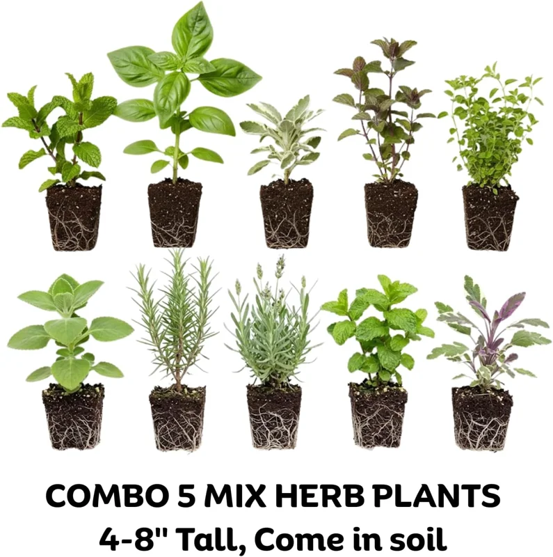 5 Assorted Herb Live Plants, 4-8" Tall Starter Mix, Indoor/Outdoor - Image 2