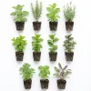 5 Assorted Herb Live Plants, 4-8" Tall Starter Mix, Indoor/Outdoor - Image 1
