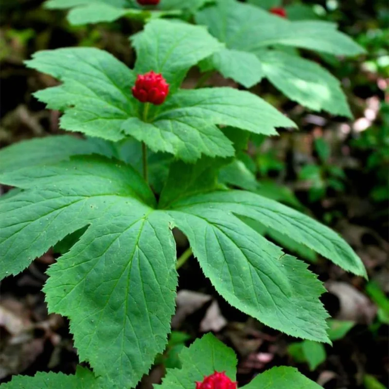 5 Goldenseal Live Bare Root Herb Plants for Outdoor Planting - Thrives in Shade - Image 2