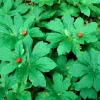 5 Goldenseal Live Bare Root Herb Plants for Outdoor Planting - Thrives in Shade - Image 1