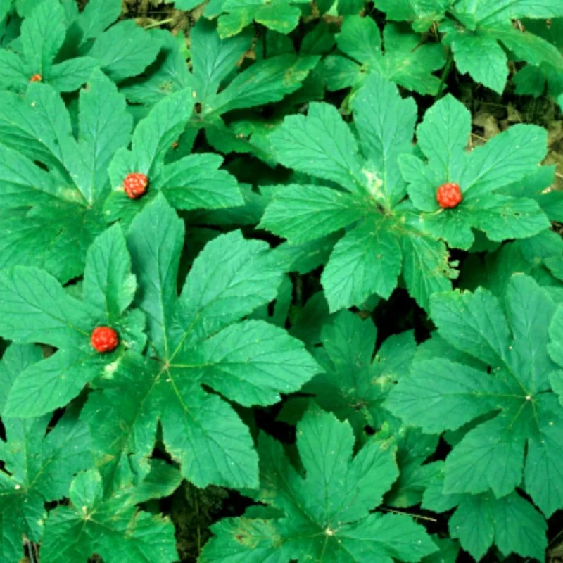 5 Goldenseal Live Bare Root Herb Plants for Outdoor Planting - Thrives in Shade - Image 1
