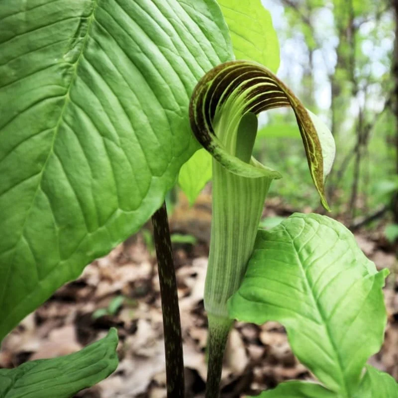 5 Jack in the Pulpit Bulbs - Arisaema triphyllum - Indoor & Outdoor - Image 2