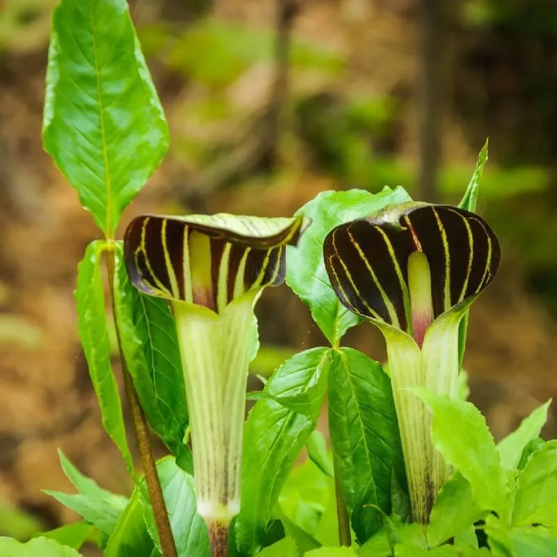 5 Jack in the Pulpit Bulbs - Arisaema triphyllum - Indoor & Outdoor - Image 1