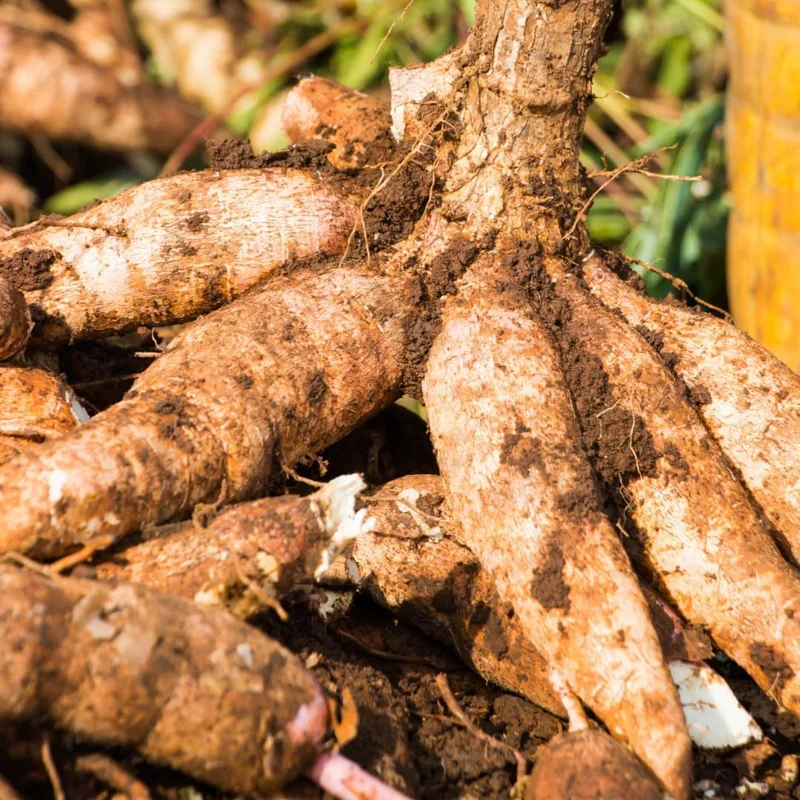 5 Live Cassava Cuttings - Sweet Yuca Plant Stems, 6-8 Inches, Outdoor - Image 2