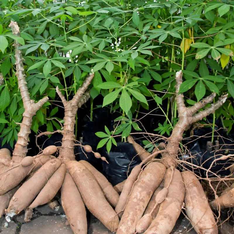 5 Live Cassava Cuttings - Sweet Yuca Plant Stems, 6-8 Inches, Outdoor - Image 3