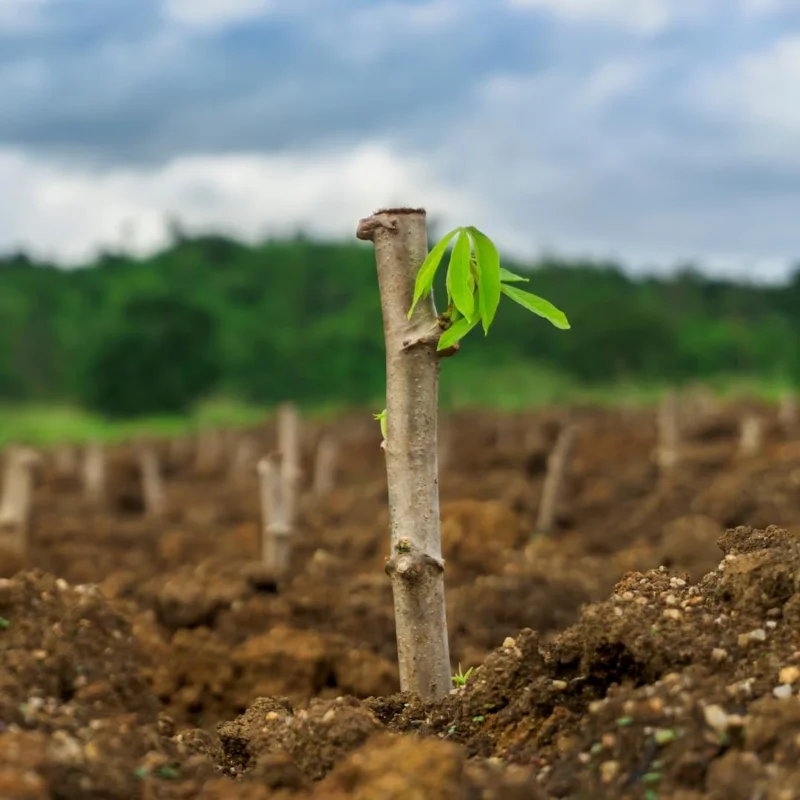 5 Live Cassava Cuttings - Sweet Yuca Plant Stems, 6-8 Inches, Outdoor - Image 4