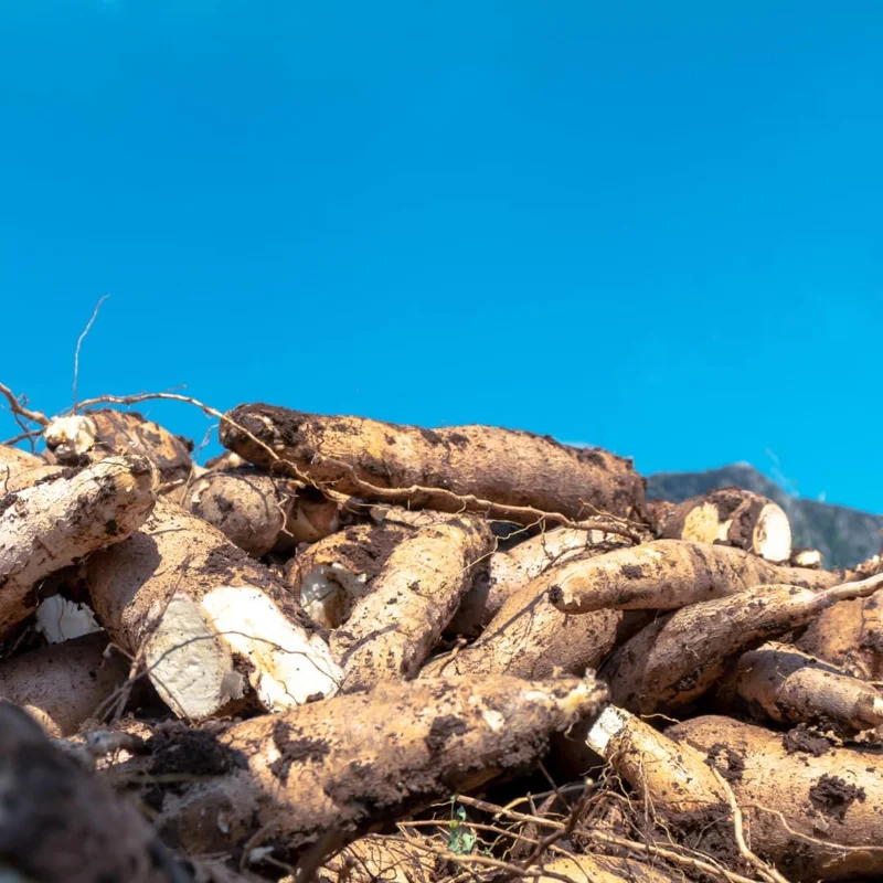 5 Live Cassava Cuttings - Sweet Yuca Plant Stems, 6-8 Inches, Outdoor - Image 6