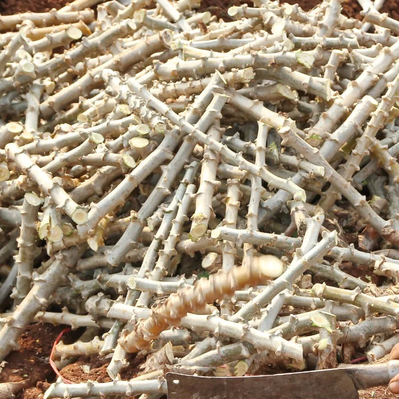 5 Live Cassava Cuttings - Sweet Yuca Plant Stems, 6-8 Inches, Outdoor - Image 7