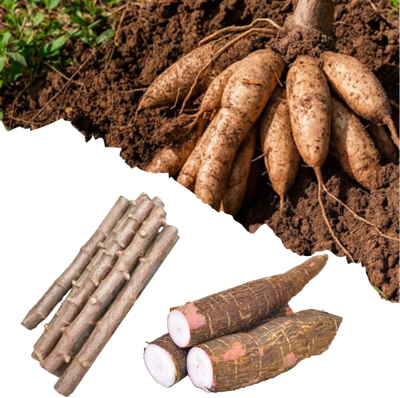 5 Live Cassava Cuttings - Sweet Yuca Plant Stems, 6-8 Inches, Outdoor - Image 1