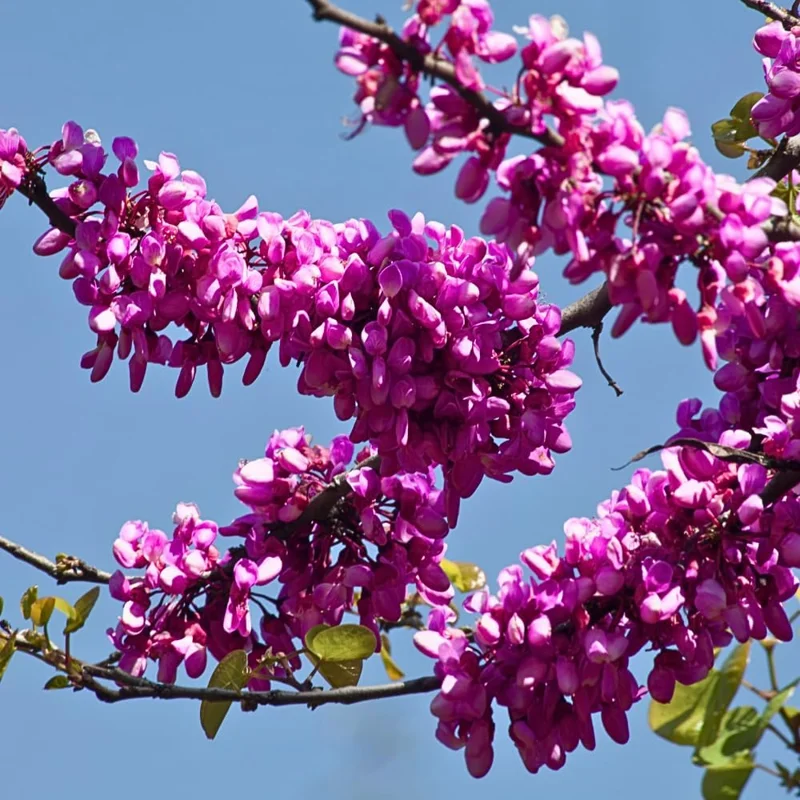 5 Live Redbud Tree Seedlings 1-2 Ft Tall - Hardy Ornamental Red Bud Trees, Pink Spring Blooms, Outdoor - Image 2