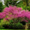 5 Live Redbud Tree Seedlings 1-2 Ft Tall - Hardy Ornamental Red Bud Trees, Pink Spring Blooms, Outdoor - Image 1
