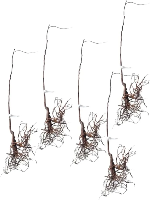 5 Live Redbud Tree Seedlings 1-2 Ft Tall - Hardy Ornamental Red Bud Trees, Pink Spring Blooms, Outdoor - Image 4