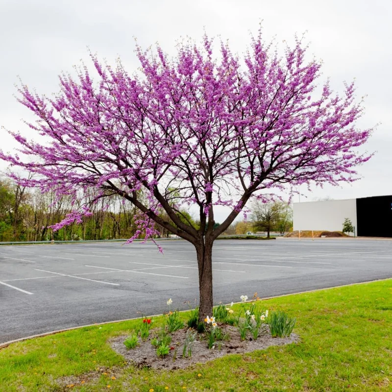 5 Live Redbud Tree Seedlings 1-2 Ft Tall - Hardy Ornamental Red Bud Trees, Pink Spring Blooms, Outdoor - Image 6