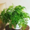 5 Maidenhair Fern Rhizomes - Live Fern Roots for Indoor & Outdoor Gardens, 3-5 Inch Tall - Image 1