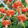 5 Turks Cap Lily Bulbs - Orange Tiger Lily Flower Roots, Summer Bloom - Image 1