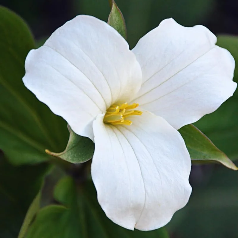 5 White Trillium Bulbs for Fall Planting - Easy to Grow Flower Bulbs - Image 2