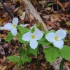 5 White Trillium Bulbs for Fall Planting - Easy to Grow Flower Bulbs - Image 1