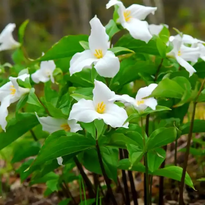 5 White Trillium Bulbs for Fall Planting - Easy to Grow Flower Bulbs - Image 4