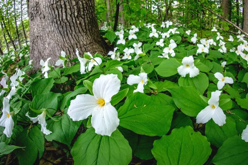 5 White Trillium Bulbs for Fall Planting - Easy to Grow Flower Bulbs - Image 5