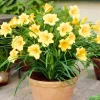 5 Yellow Daylily Bulbs - Reblooming Perennial Flowers for Outdoor Planting - Image 1