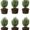 6 Blue Rosemary Plants Live – Starter Rosemary 4-7'' Tall – Fragrant Herb Outdoor - Image 1