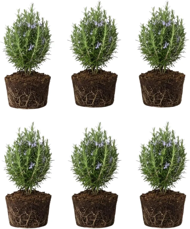 6 Blue Rosemary Plants Live – Starter Rosemary 4-7'' Tall – Fragrant Herb Outdoor - Image 1
