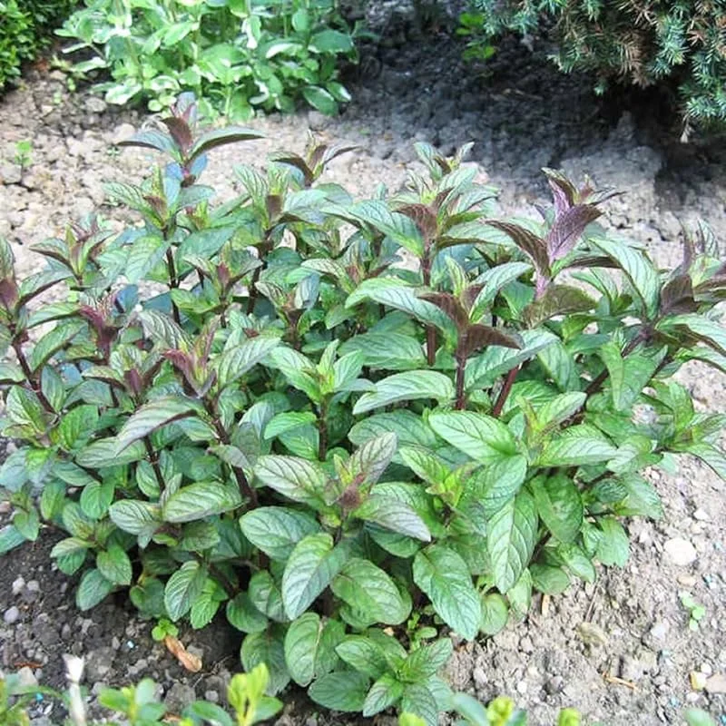 6 Chocolate Mint Live Plants, Culinary Herb, 4-6 Inch Tall, Well-Rooted - Image 2