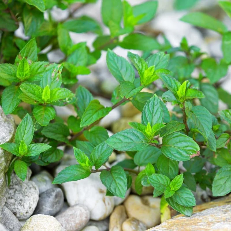 6 Chocolate Mint Live Plants, Culinary Herb, 4-6 Inch Tall, Well-Rooted - Image 4