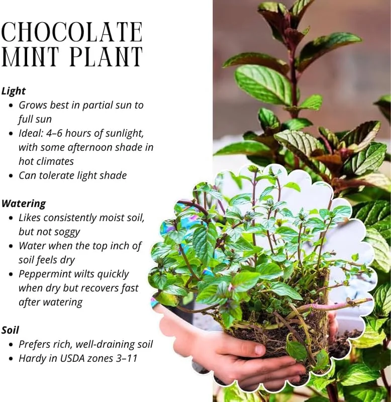 6 Chocolate Mint Live Plants, Culinary Herb, 4-6 Inch Tall, Well-Rooted - Image 6