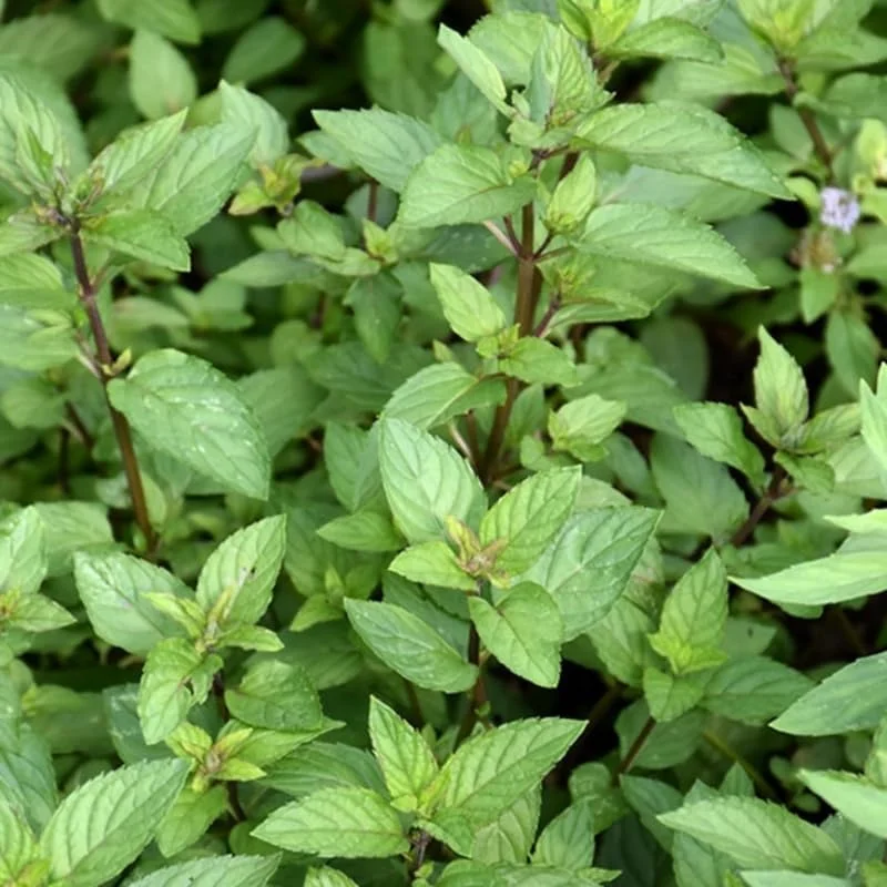 6 Chocolate Mint Live Plants, Culinary Herb, 4-6 Inch Tall, Well-Rooted - Image 7