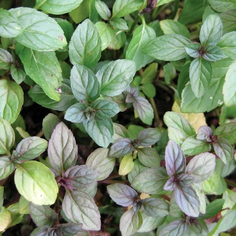 6 Chocolate Mint Live Plants, Culinary Herb, 4-6 Inch Tall, Well-Rooted - Image 8