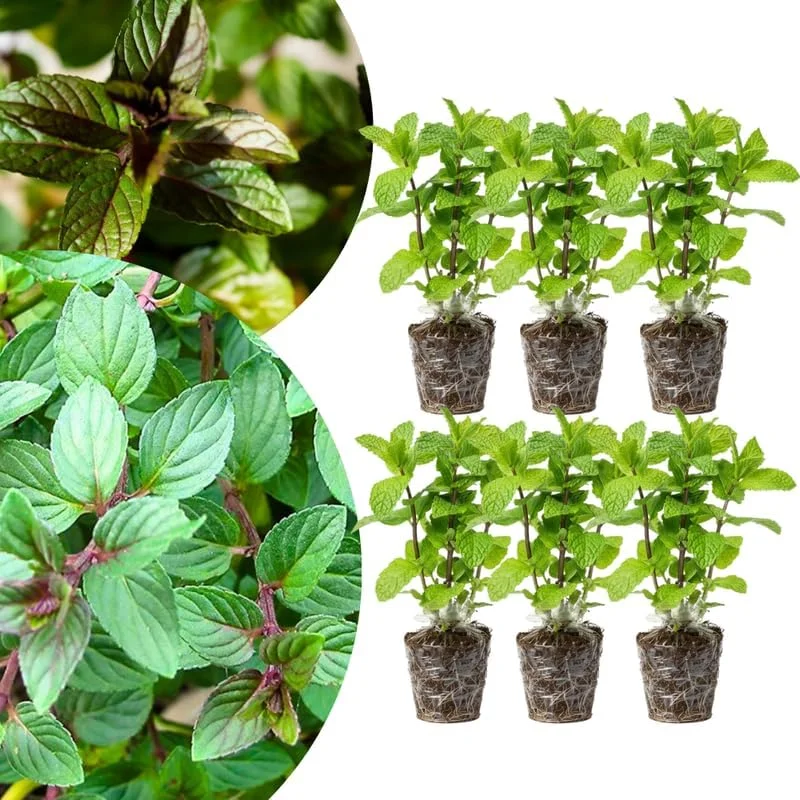 6 Chocolate Mint Live Plants, Culinary Herb, 4-6 Inch Tall, Well-Rooted - Image 1