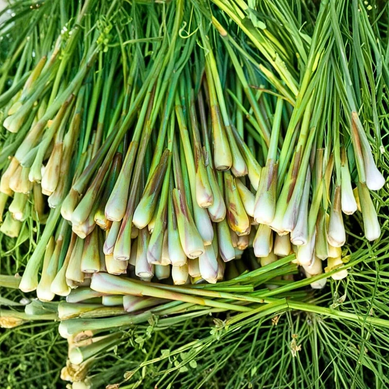 6 Lemongrass Live Plants, Well Rooted Stalks, 4-8 Inches, Fresh Herbs for Garden - Image 2