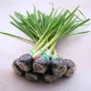 6 Lemongrass Live Plants, Well Rooted Stalks, 4-8 Inches, Fresh Herbs for Garden - Image 1