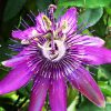Dark Purple Passion Flower Live Plants, 2-Pack, 4-7 Inch Tall Passiflora Vine for Outdoor