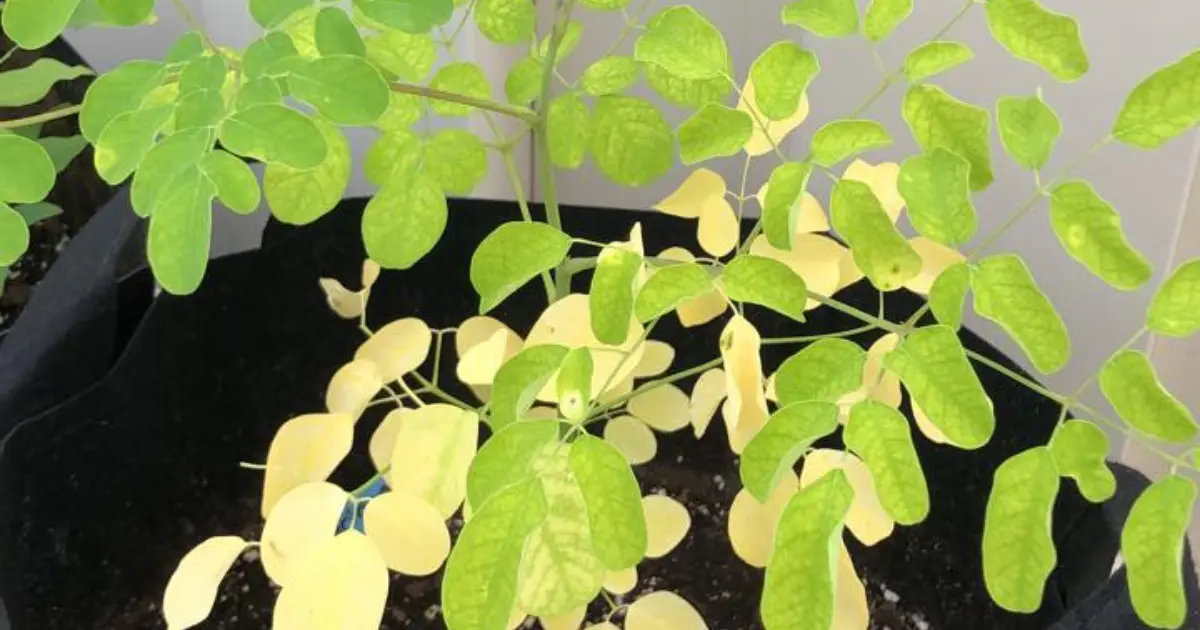 7 Moringa Plant Care Mistakes to Avoid for Healthy Growth