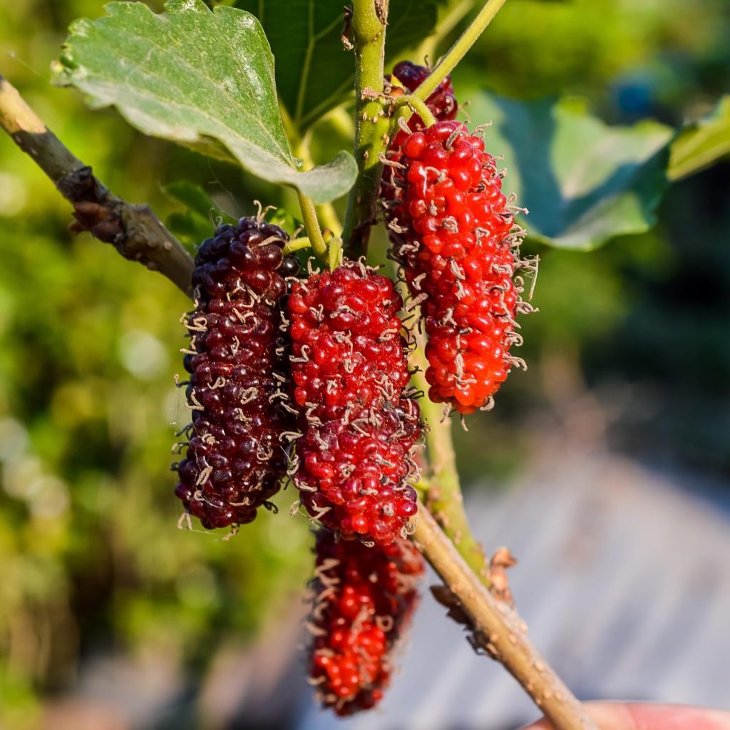 Illinois Everbearing Mulberry Live Plant – Sweet Fruit Tree 5-8 Inch Tall