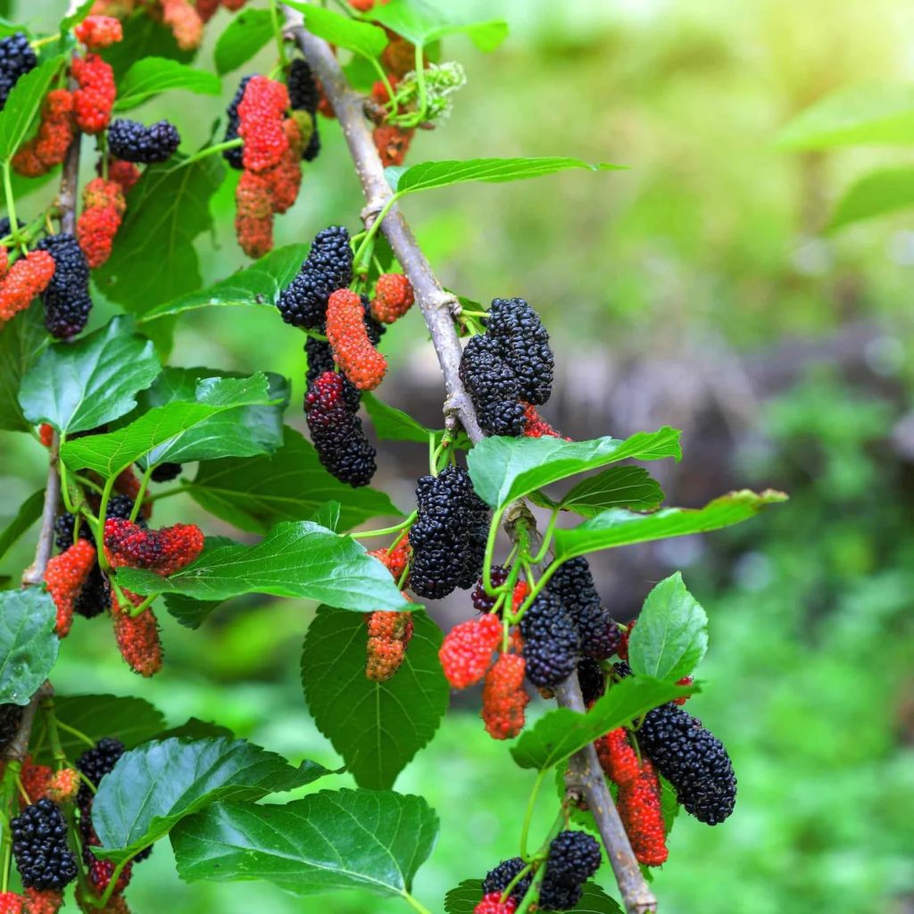 Illinois Everbearing Mulberry Live Plant – Sweet Fruit Tree 5-8 Inch Tall