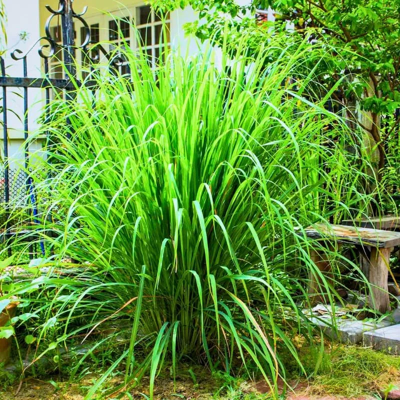 8 Live Lemongrass Stalks 5-9” Tall - Hardy Culinary Herb Plants for Outdoor Growing - Image 2